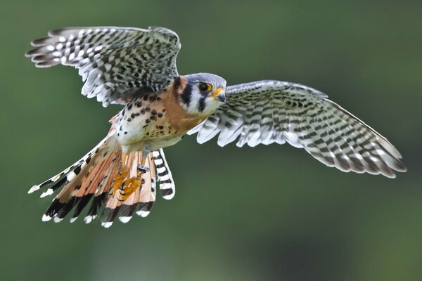 The flight of a bird with wings spread on a green background