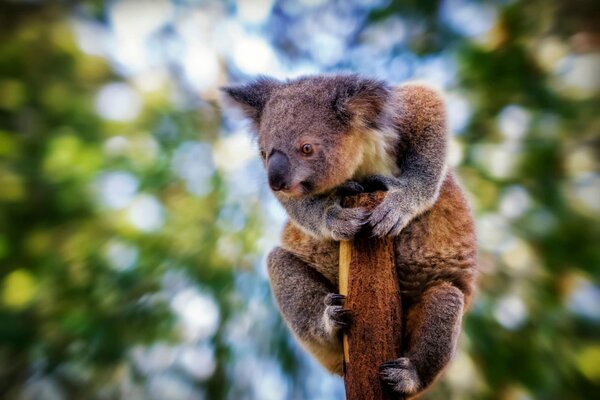 Foto de la naturaleza oso Koala