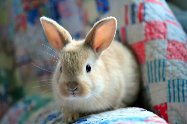 Fluffy rabbit of light color