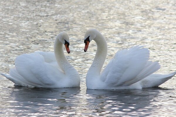 Hermosa pareja de cisnes blancos