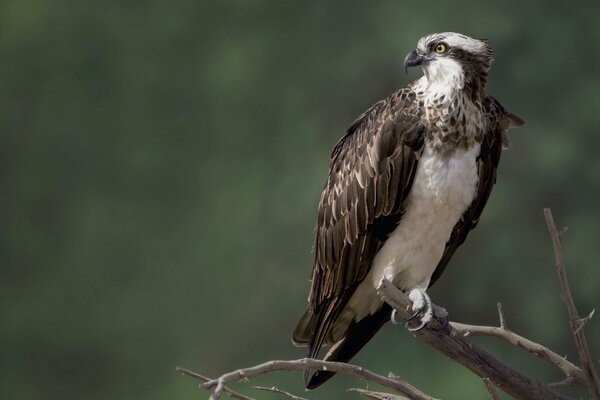 Der Vogel ist in der Natur Falken