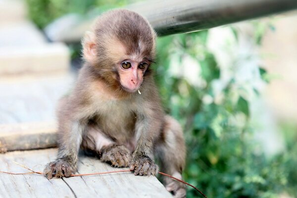 Petit singe dans la nature sur fond flou