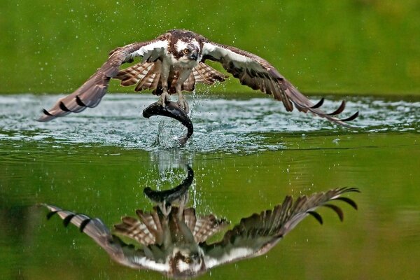 An osprey caught a fish in the lake. a bird of prey preys on fish