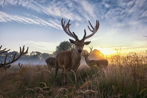 Troupeau de cerfs dans le champ à l aube