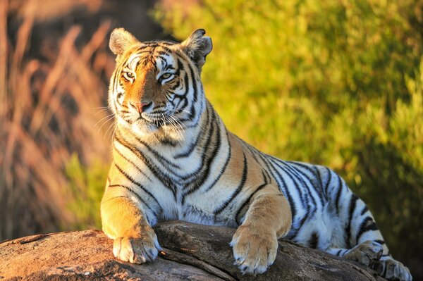 The calm look of a tiger on top