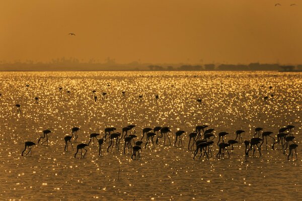 Bandada de flamencos en el lago dorado