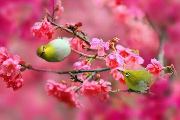 Oiseaux verts assis dans les fleurs de cerisier