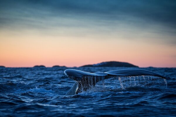 Im Atlantischen Ozean ein Buckelwal mit einem Schwanz