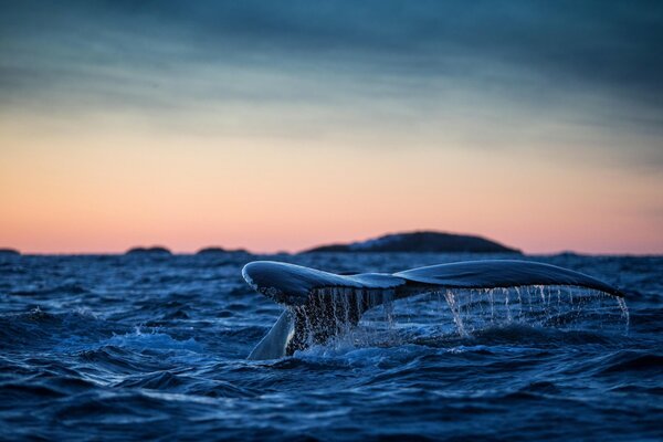 In the Atlantic Ocean, a humpback whale with a tail