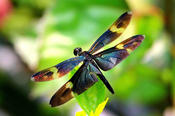 Libelle mit bunten Flügeln auf einem Blatt