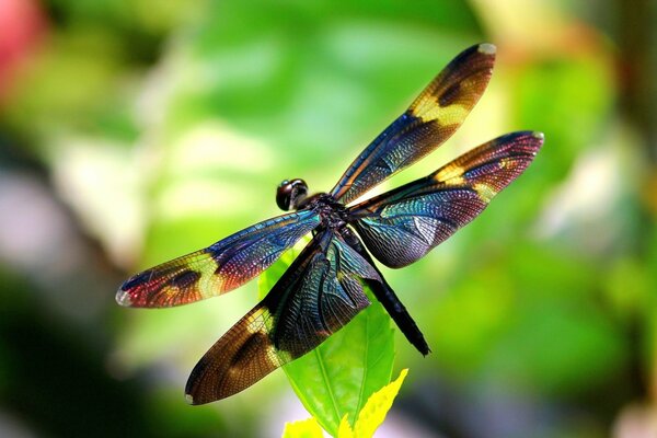 Dragonfly with multicolored wings on a leaf