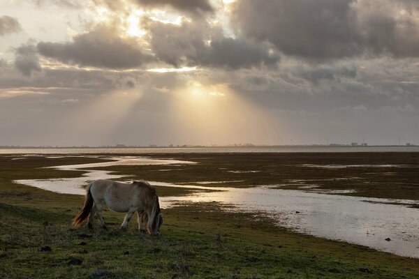 Cheval sur fond de champ, rivière et soleil