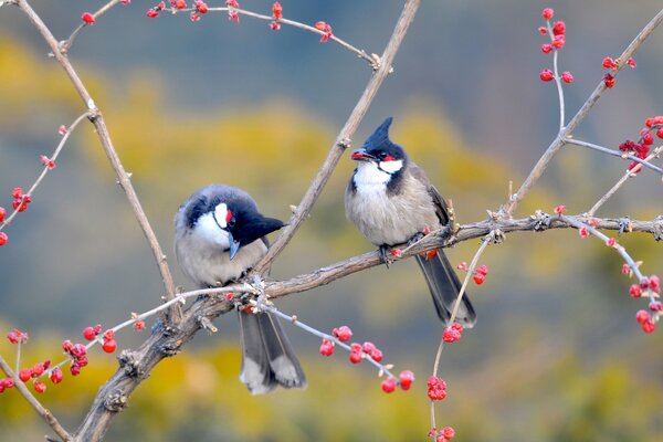 Vögel, die auf einem Ast mit roten Beeren sitzen