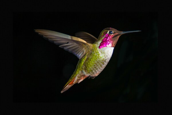 Pájaro colibrí sobre fondo negro