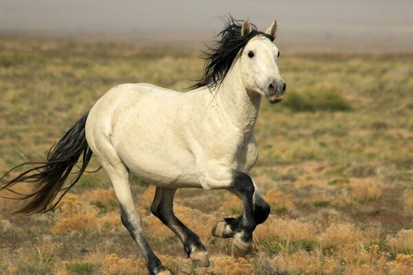 A horse with a developing mane