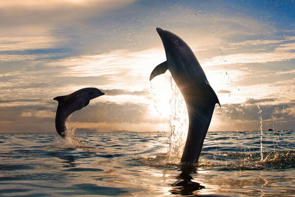 Dolphins jumping out of the water at sunset