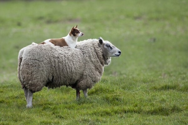 Дружба Овцы и Собаки на лугу