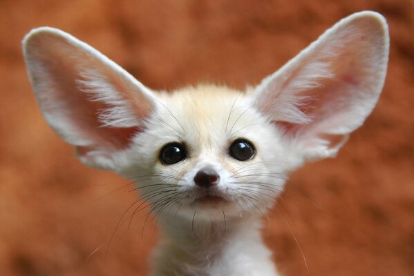 A small animal with big ears