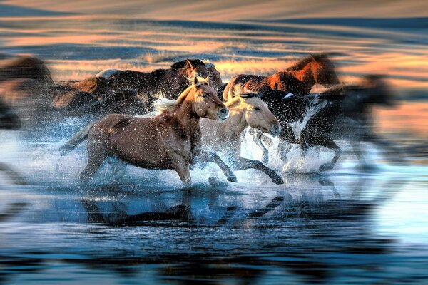 A herd of horses is rushing through the water