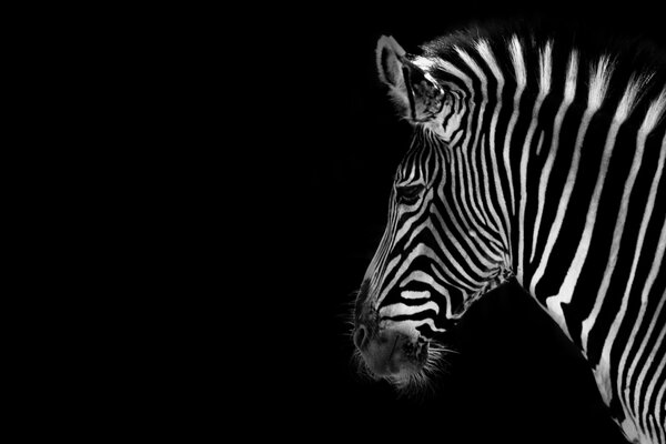 Zebra auf schwarzem Hintergrund