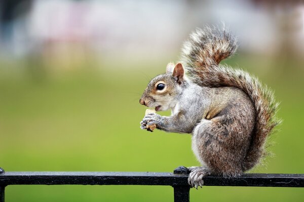 Squirrel eats a cracker photo