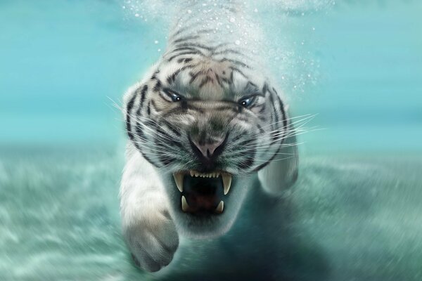 Animale predatore tigre bianca in acqua. Bocca aperta con zanne. Muso di tigre bianca