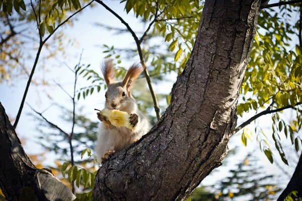 Белка с пушистыми кисточками на ушах ест грушу, сидя на дереве