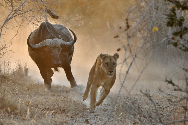 En Afrique, le Taureau a organisé la poursuite de la lionne