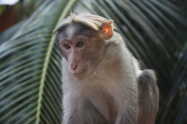 Monkey on the background of a green palm tree