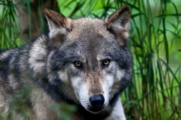 Ojos de lobo. La mirada del depredador