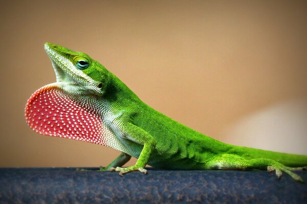 Lizard green nature background