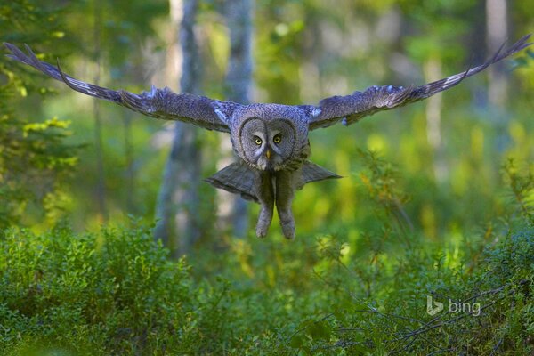 A large grey owl in flight