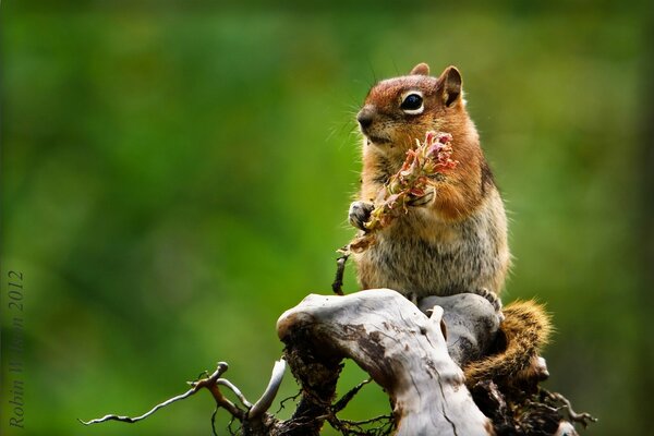 Chipmunk seduto su un ramo secco tiene un cono