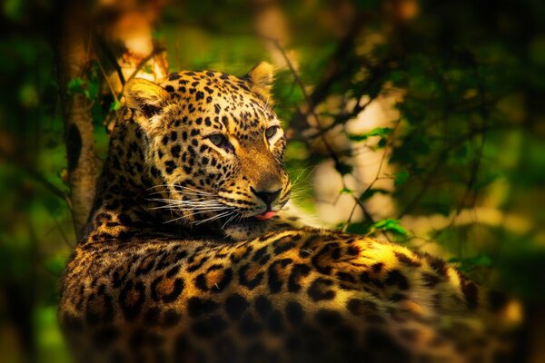 The leopard lies in the leaves and hunts