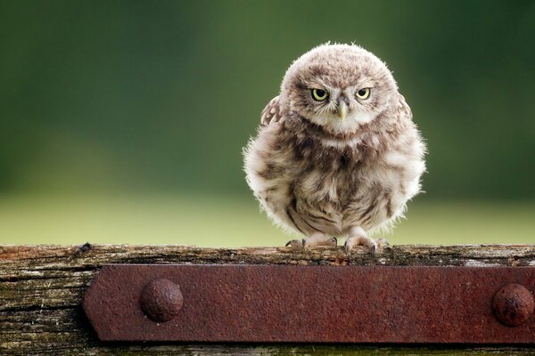 Portrait de photo de hibou sérieux