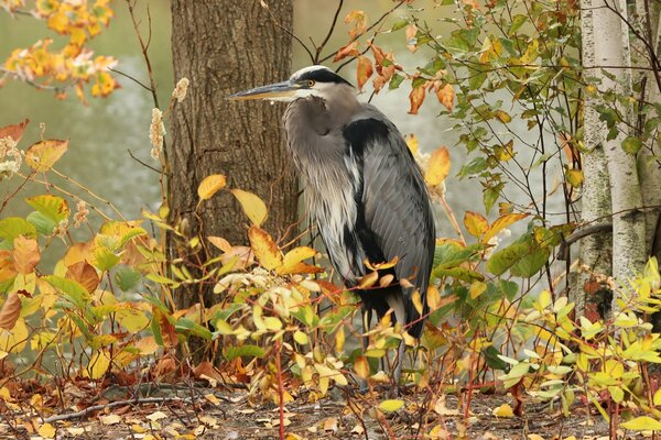 The grey heron is difficult to spot in the trees