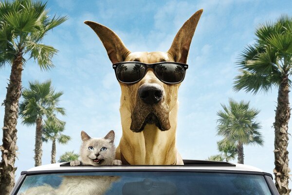 Мармадюк в очках в машине с котом