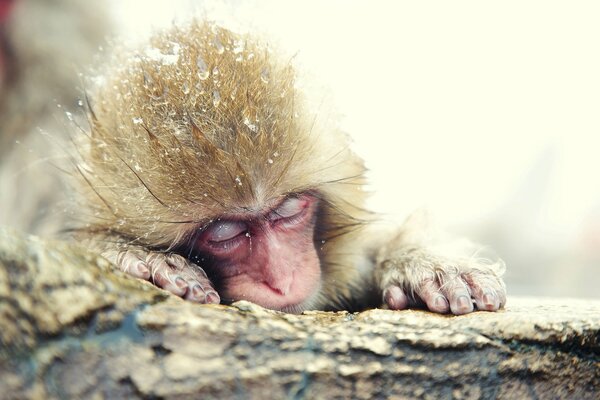 Il macaco Giapponese dorme coperto di neve