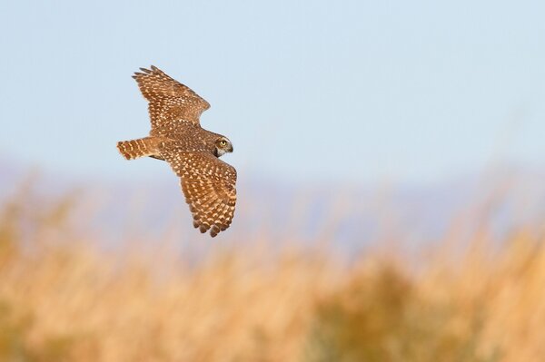 Flight of an owl , wingspan