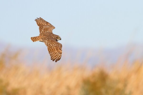 Vol de hibou, envergure