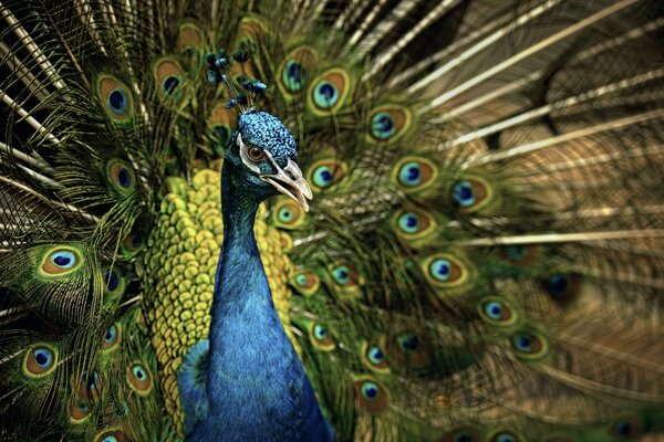 Hermoso pavo real encantador en la naturaleza