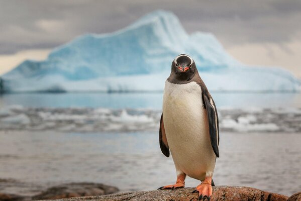 Penguin in Antarctica on the background of ice