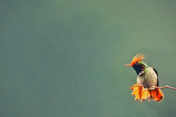 Un pájaro colibrí se sienta en una rama con un fondo borroso
