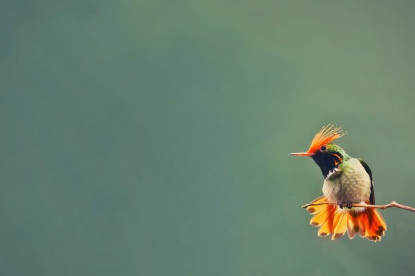 Oiseau Colibri assis sur une branche avec un fond flou