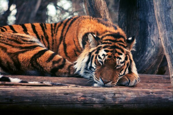 The peaceful sleep of a sleeping tiger