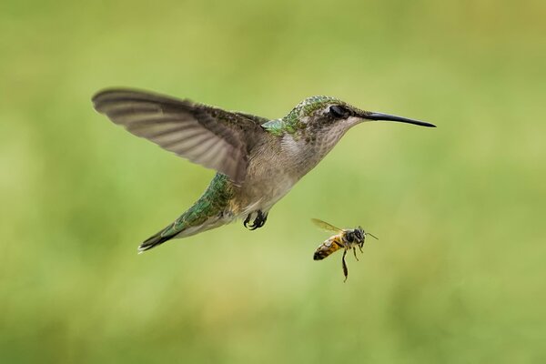 Hummingbird in flight next to a bee