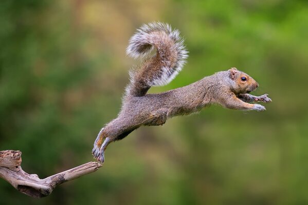 Squirrel in the jump. the squirrel jumps. squirrel. fluffy tail