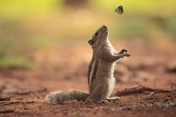 Eichhörnchen will sich mit dem Schmetterling anfreunden