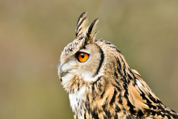 The gaze of a long-eared owl into the distance