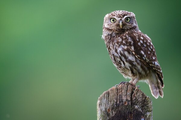 An owl sits on a tree branch